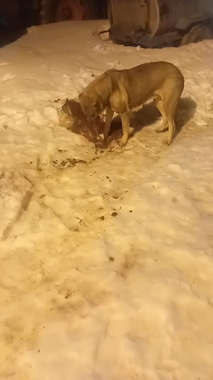 ماده سرابی|سگ|سراجو, |دیوار