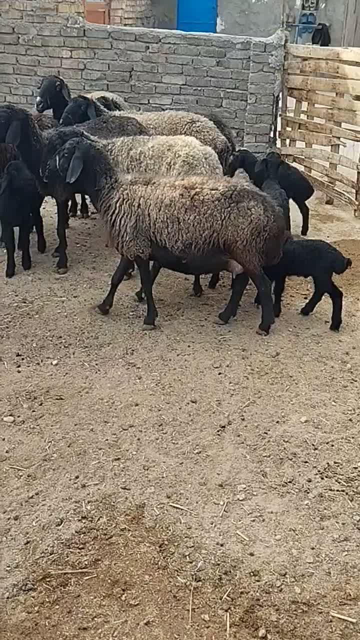 میش وبره|حیوانات مزرعه|پیشوا, |دیوار