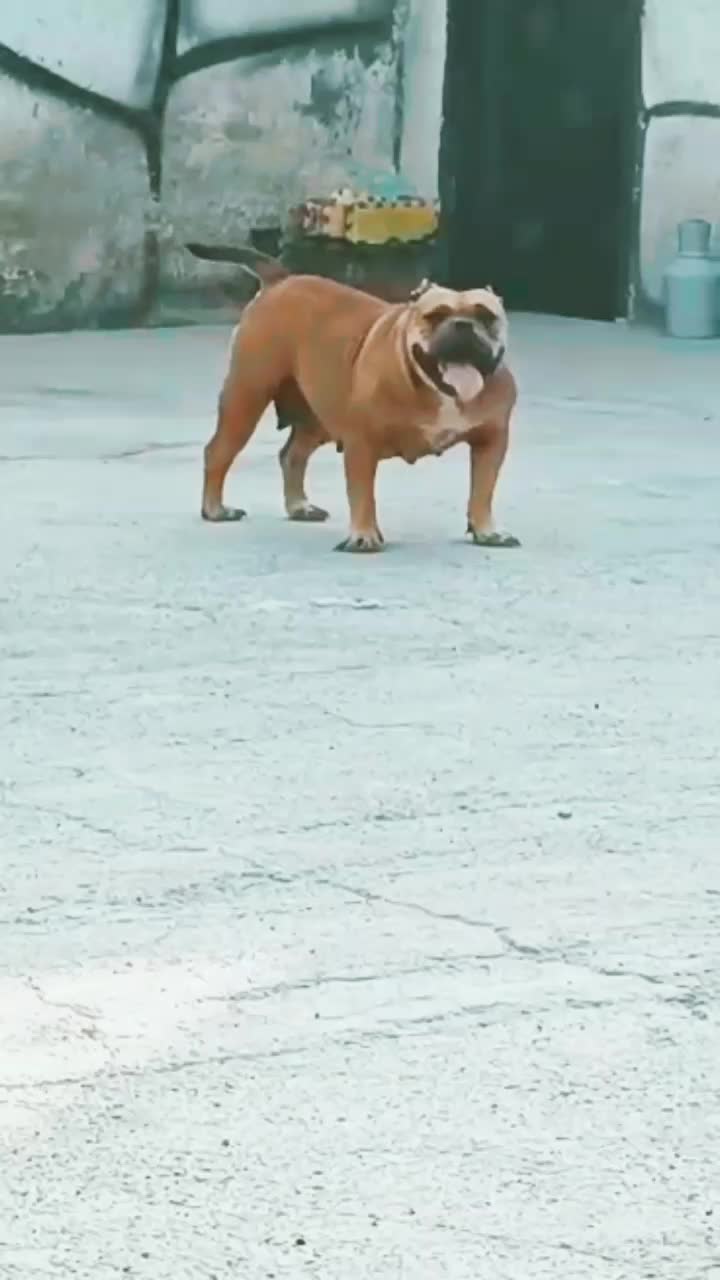 امریکن بولی پاکت سایز فوق حرفه ای|سگ|تهران, قیطریه|دیوار