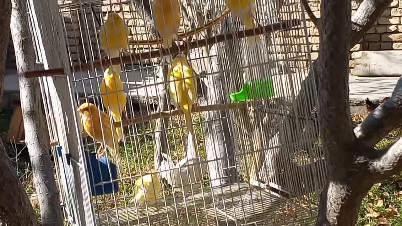 قناری نر|پرنده|شیروان (خراسان), |دیوار