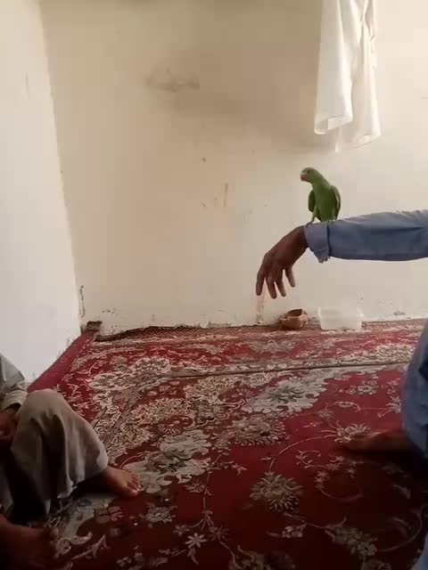 طوطی|پرنده|چابهار, |دیوار