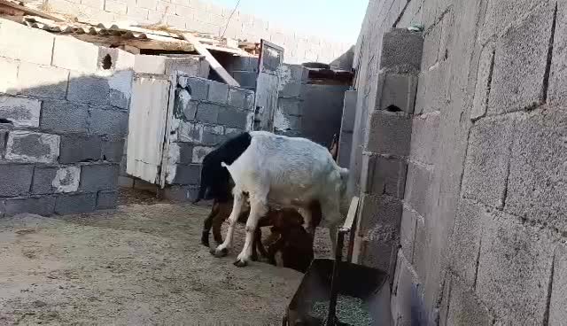 فروش بز افغانی درجه یک با دوتا کهره نر و ماده|حیوانات مزرعه|مهر, |دیوار