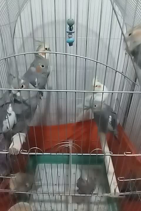 جوجه عروس هلندی|پرنده|اسلامشهر, شهرک مهدیه|دیوار