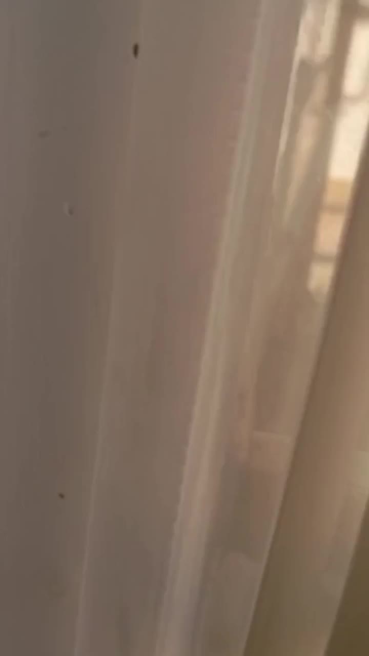 کفتر پرشی|پرنده|نیشابور, شهید بهشتی|دیوار