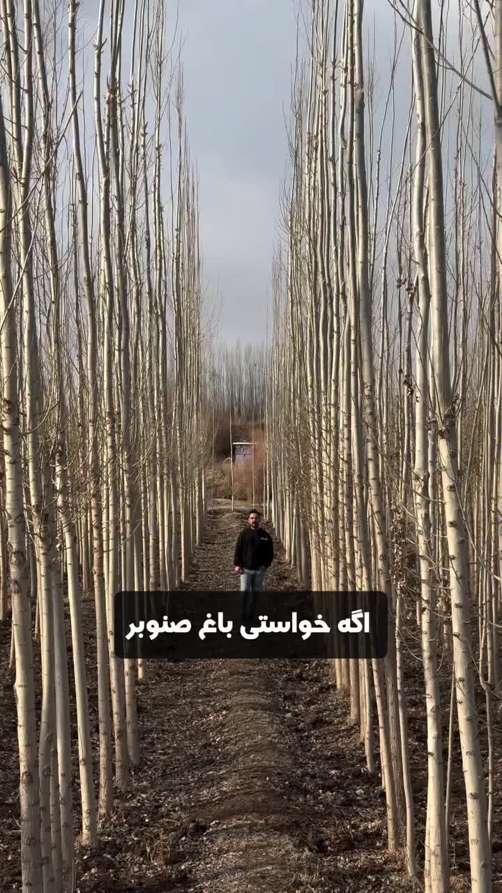 نهال صنوبر نیگ ترکیه پاشاپور|گل و گیاه طبیعی|تبریز, |دیوار