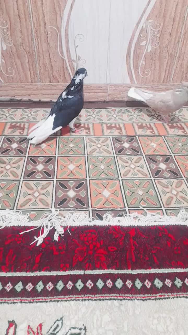 کبوتر دم سفید|پرنده|اهواز, کوی علوی|دیوار