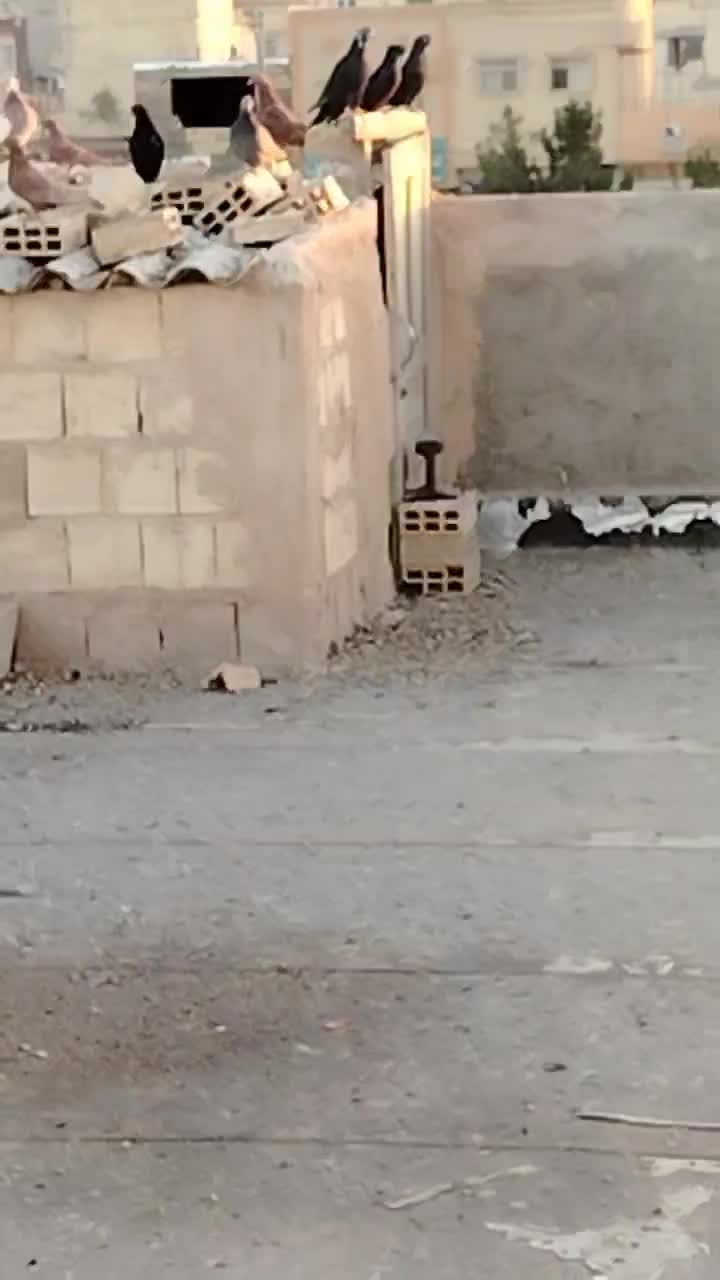 قیل وسرخ|پرنده|شهرضا, |دیوار