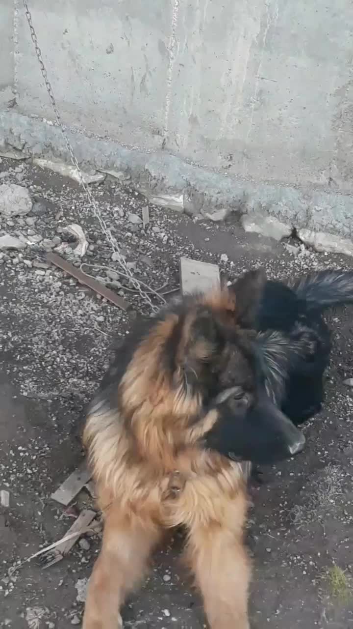 گمشده|حیوانات|ایلام, |دیوار