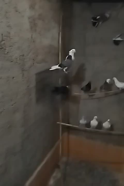 کبوتر پرشی|پرنده|بهشهر, |دیوار