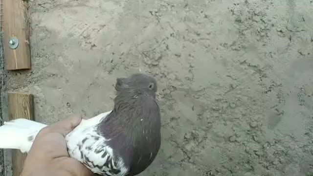 کله سرخ عطیقه|پرنده|اصفهان, فرودگاه شهید بهشتی|دیوار