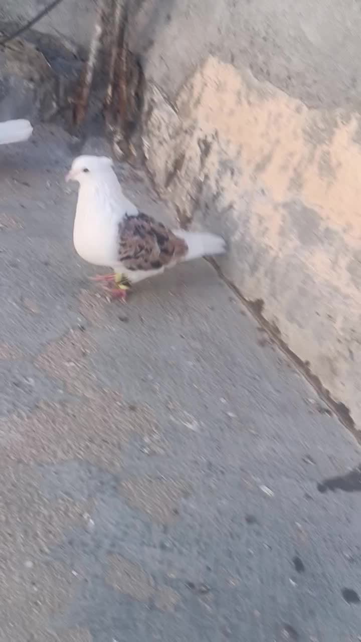 کفتر پشت زرد|پرنده|بجنورد, |دیوار