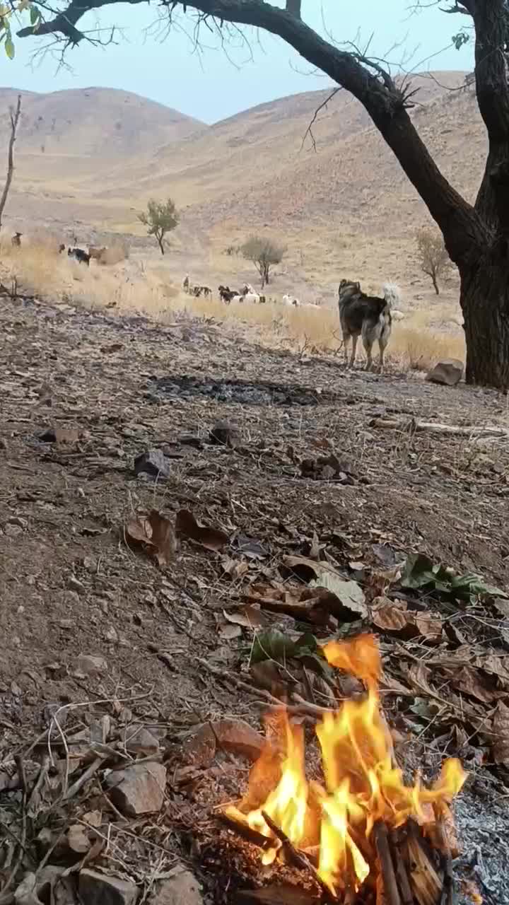 سگ گله|سگ|بیرجند, |دیوار