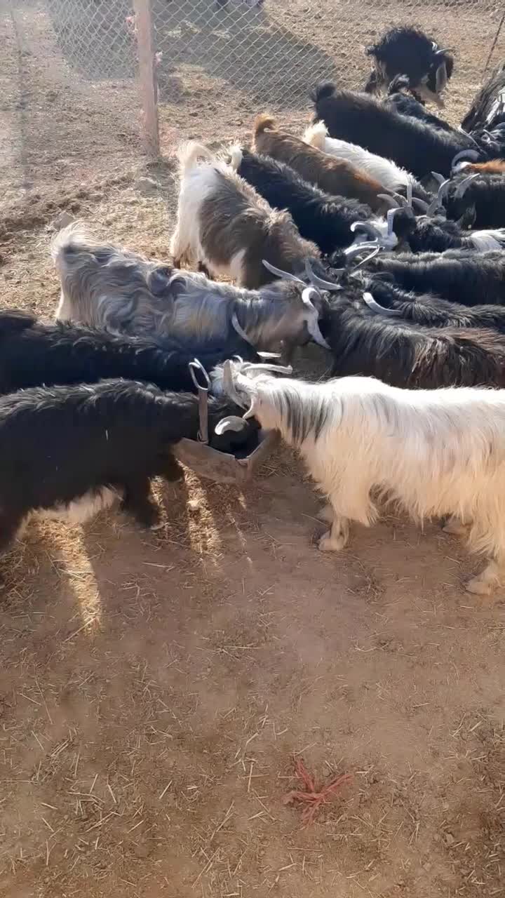 بزغاله نر حیوانات پرواربندی|حیوانات مزرعه|ساوه, |دیوار