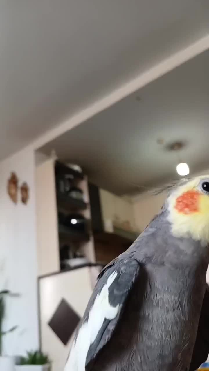 عروس هلندی نر|پرنده|گلبهار, شهر جدید گلبهار|دیوار