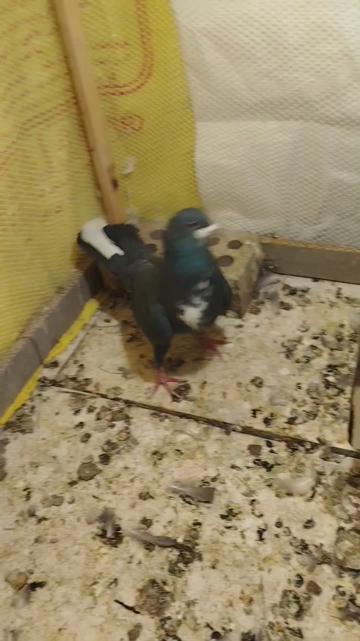 کفتر ریشی|پرنده|زرند, |دیوار