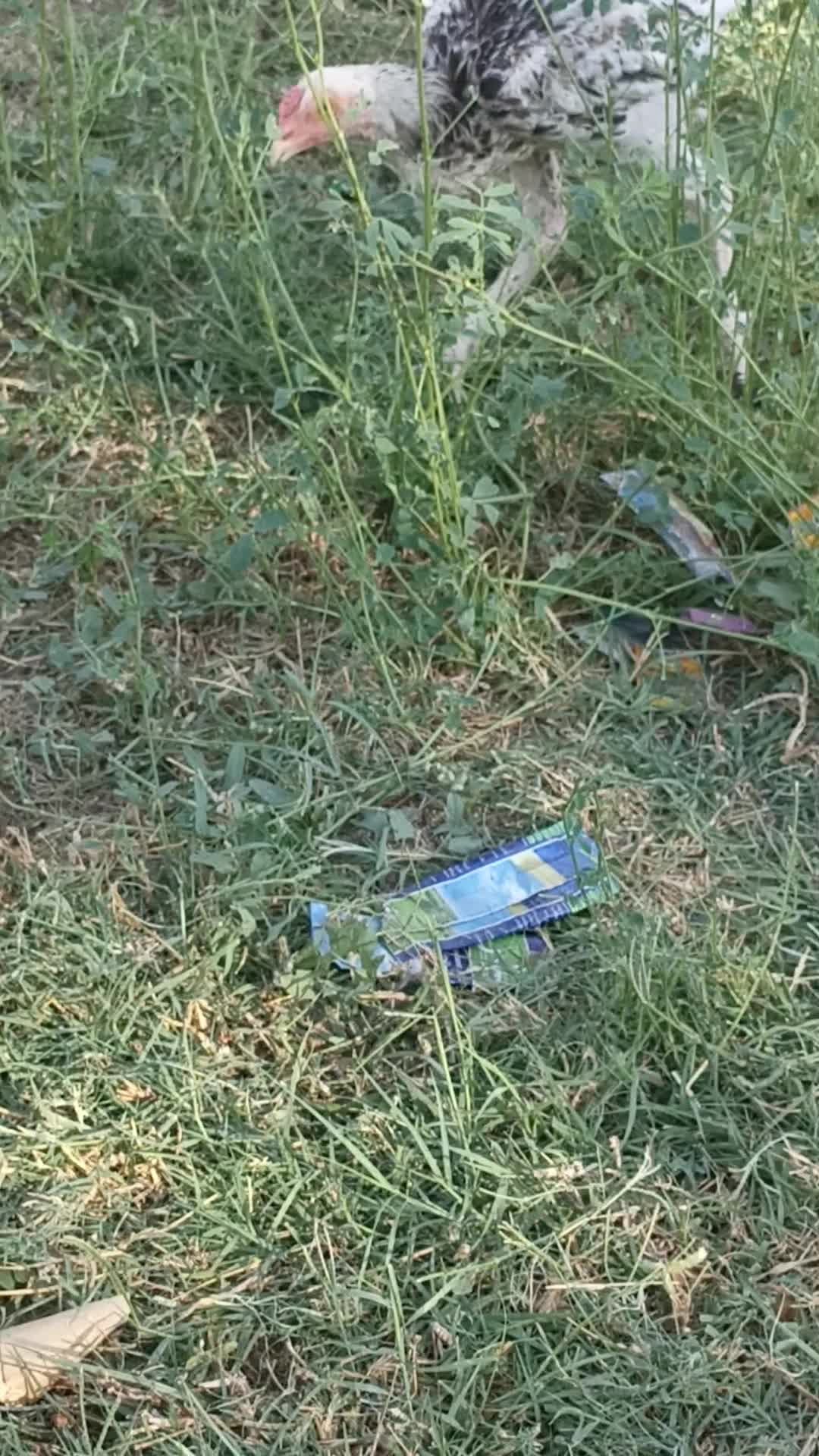 جوجه خروس|حیوانات مزرعه|ایرانشهر, |دیوار