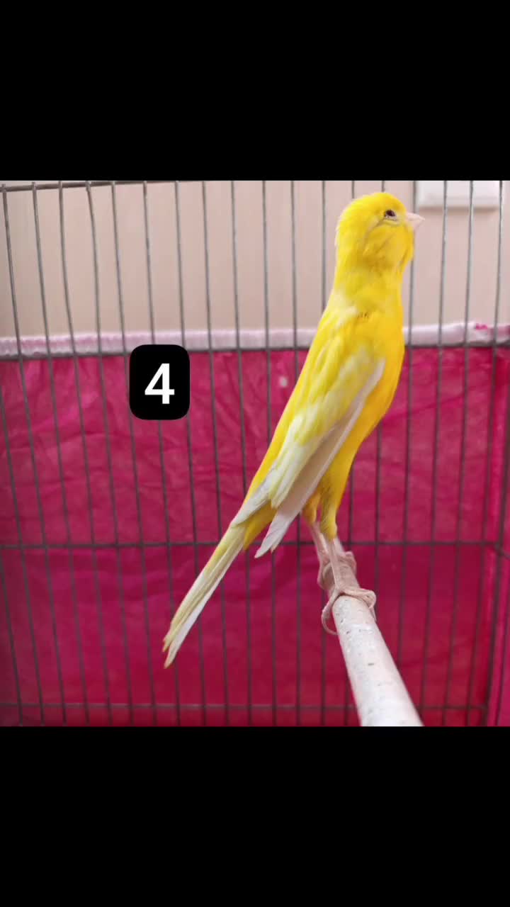 قناری بلند و قناری جفتی سهره|پرنده|اصفهان, شهرک میلاد|دیوار