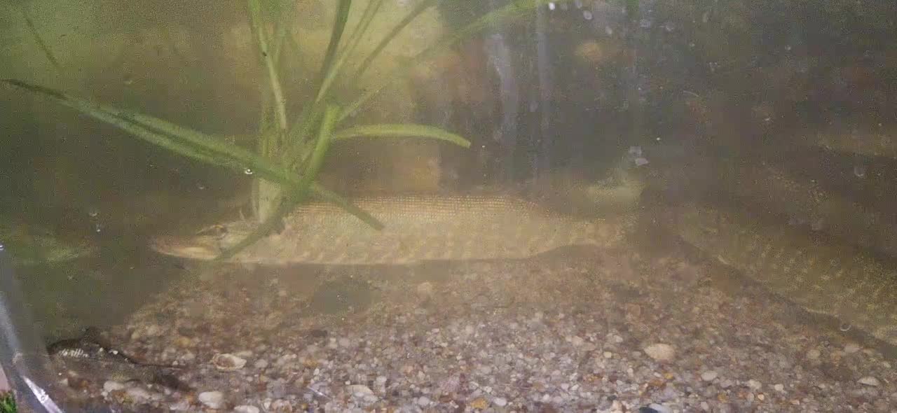 اردک ماهی|ماهی|اصفهان, کارلادان|دیوار