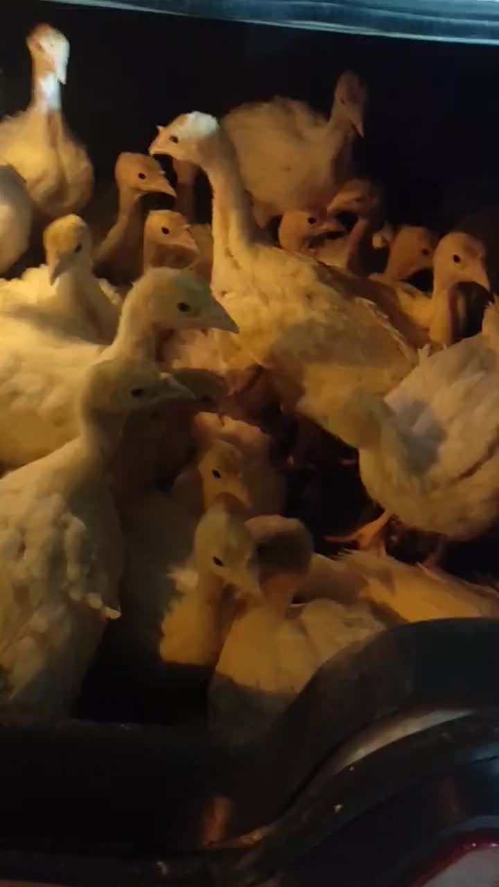 جوجه بوقلمون بیوتی|حیوانات مزرعه|زابل, |دیوار