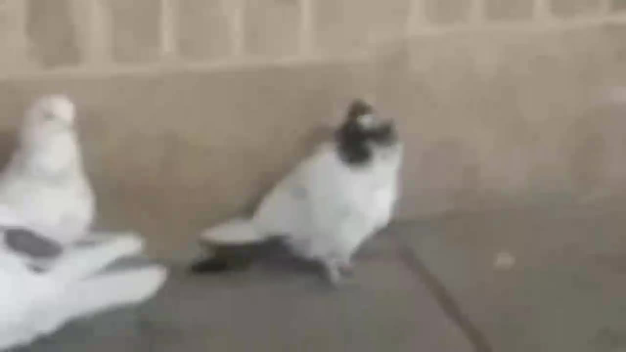 واگذاری کبوتر پرشی|پرنده|زنجانرود, |دیوار