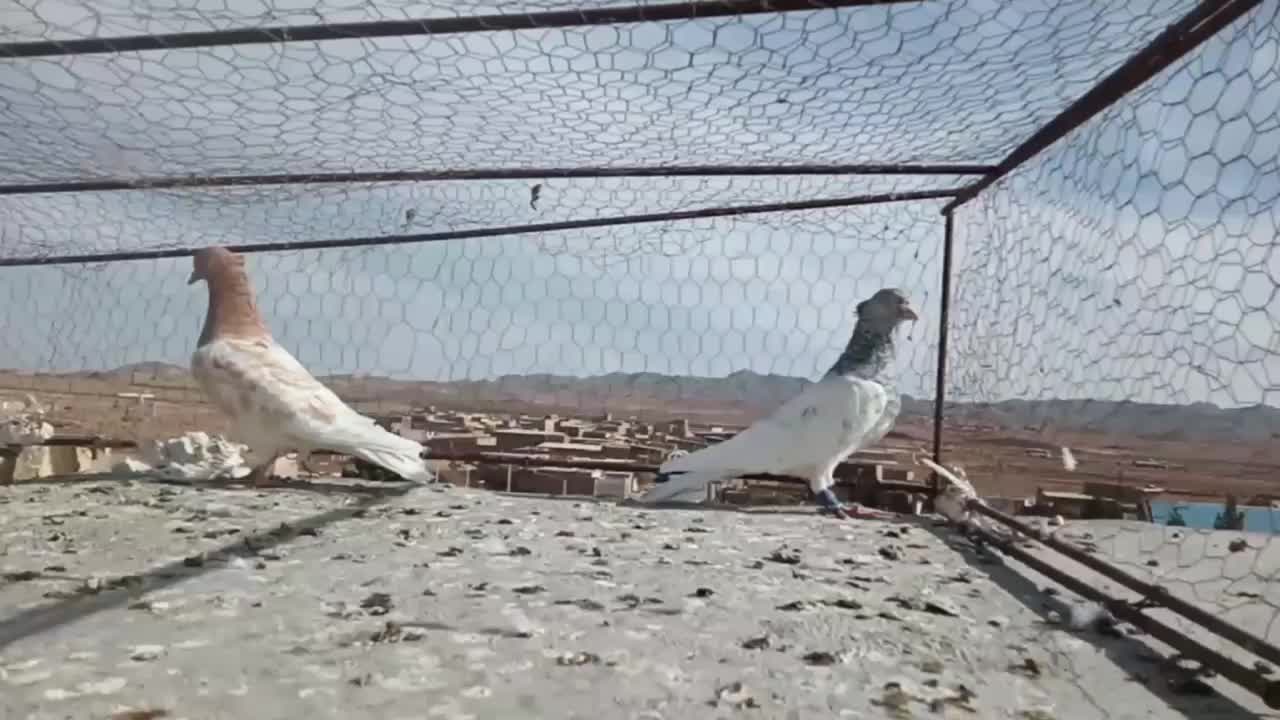 کله الماسی|پرنده|تربتحیدریه, حاجی یار|دیوار