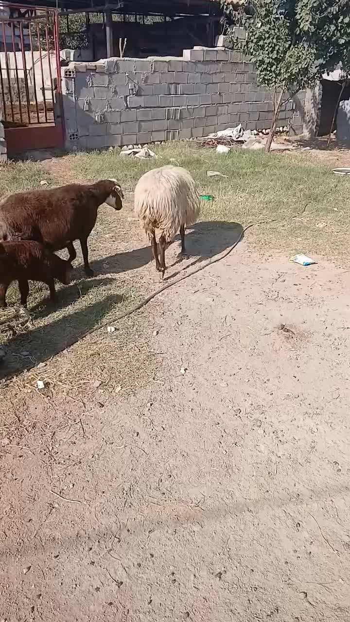 گوسفند|حیوانات مزرعه|سیمین شهر, |دیوار