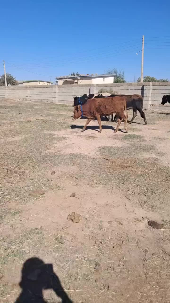 ۸راس گوساله ماده گاو قربانی|حیوانات مزرعه|آق قلا, |دیوار