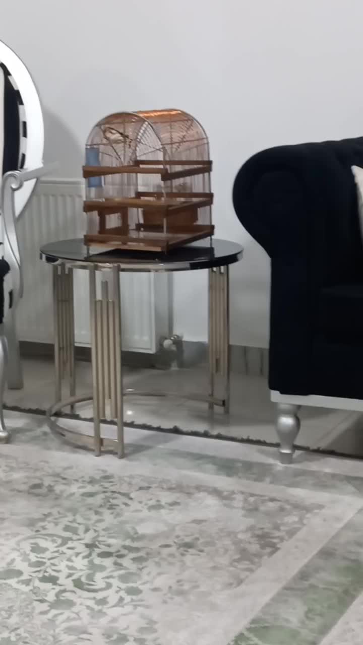 سهره|پرنده|قروه, |دیوار