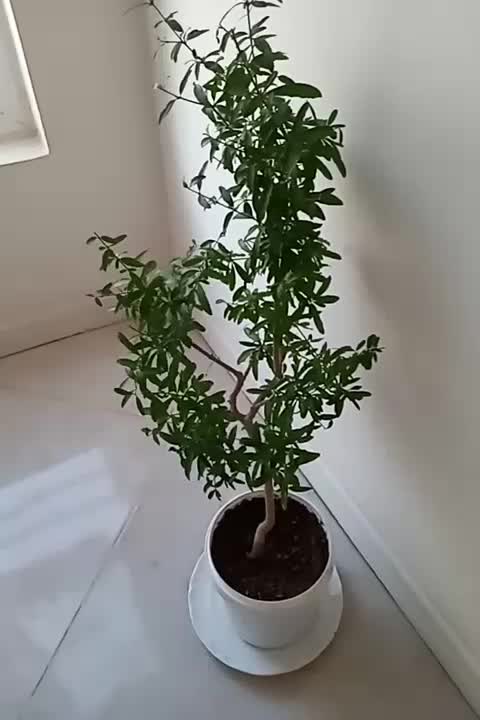 درخچه بونسای|گل و گیاه طبیعی|کرج, باغستان|دیوار