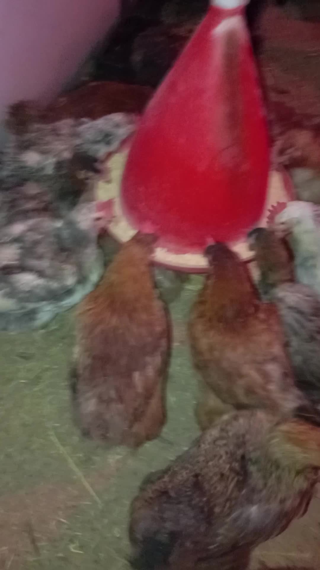 تخم مرغ محلی|حیوانات مزرعه|رباط‌کریم, کاظم‌آباد|دیوار