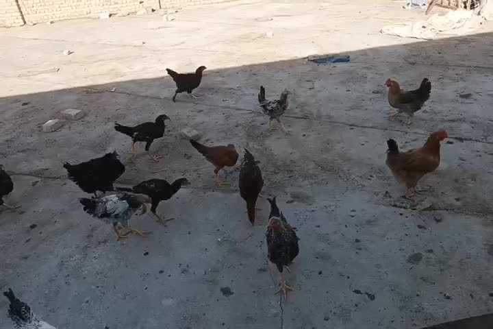 جوجه مرغ و خروس|حیوانات مزرعه|قوچان, |دیوار
