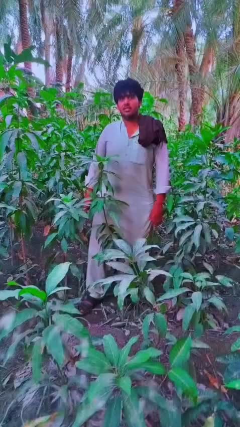 نهال انبه پیوندی|خدمات باغبانی و درختکاری|قصرقند, |دیوار