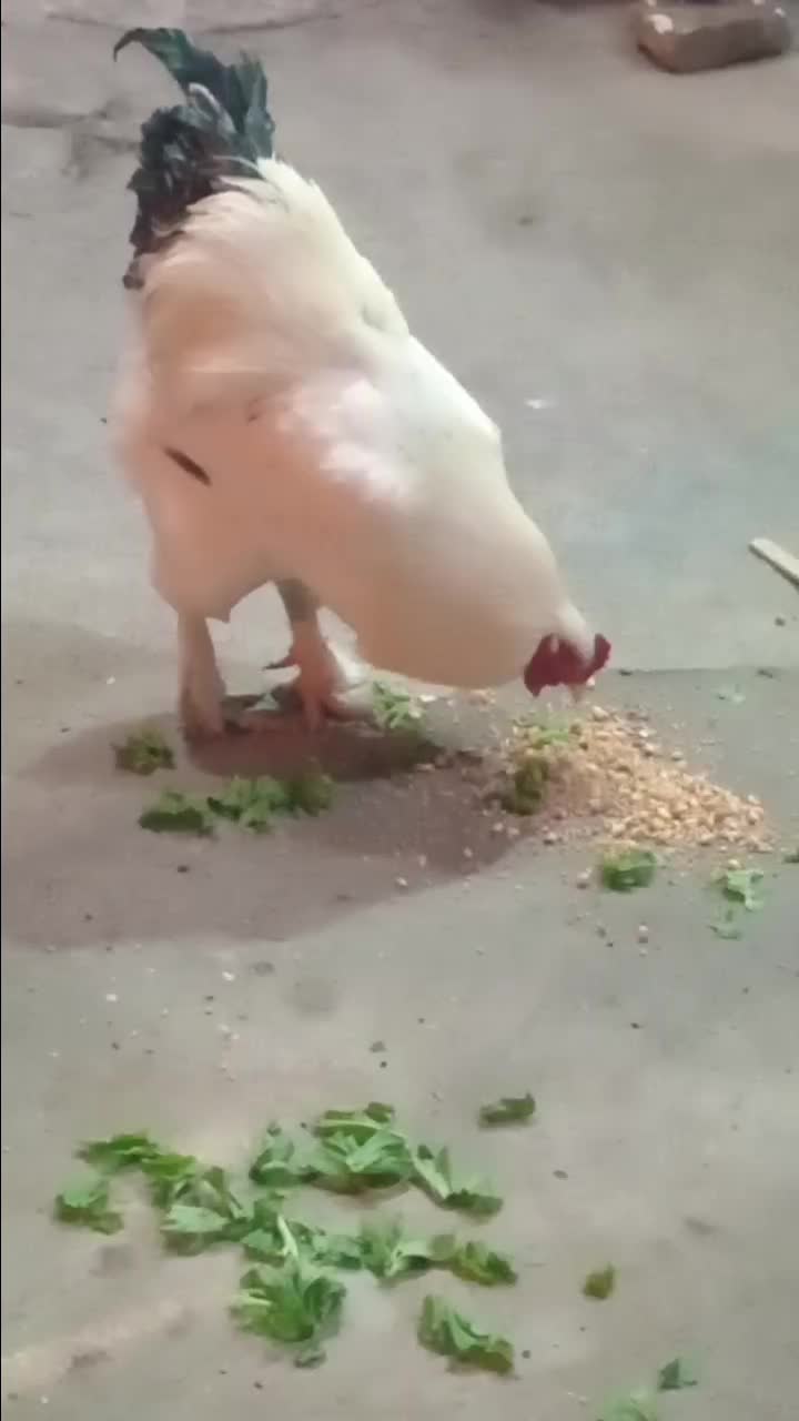 برهما|حیوانات مزرعه|بناب, |دیوار