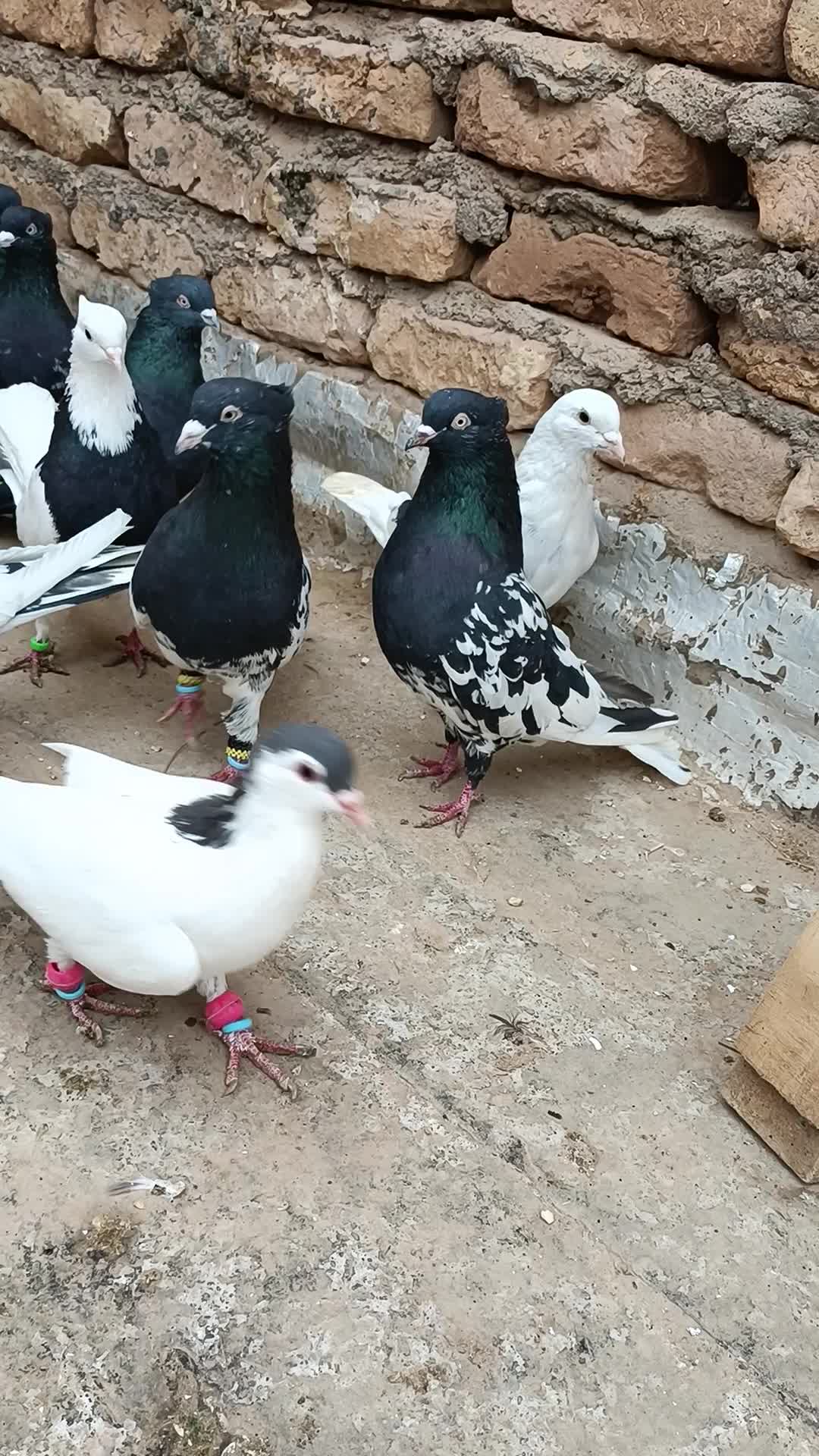 کفتر|پرنده|نصر آباد, |دیوار