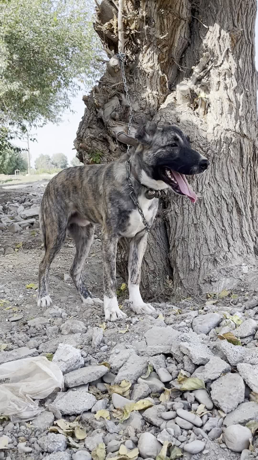واگذاری توله خراسانی ۷ ماهه|سگ|ورامین, ورامین|دیوار