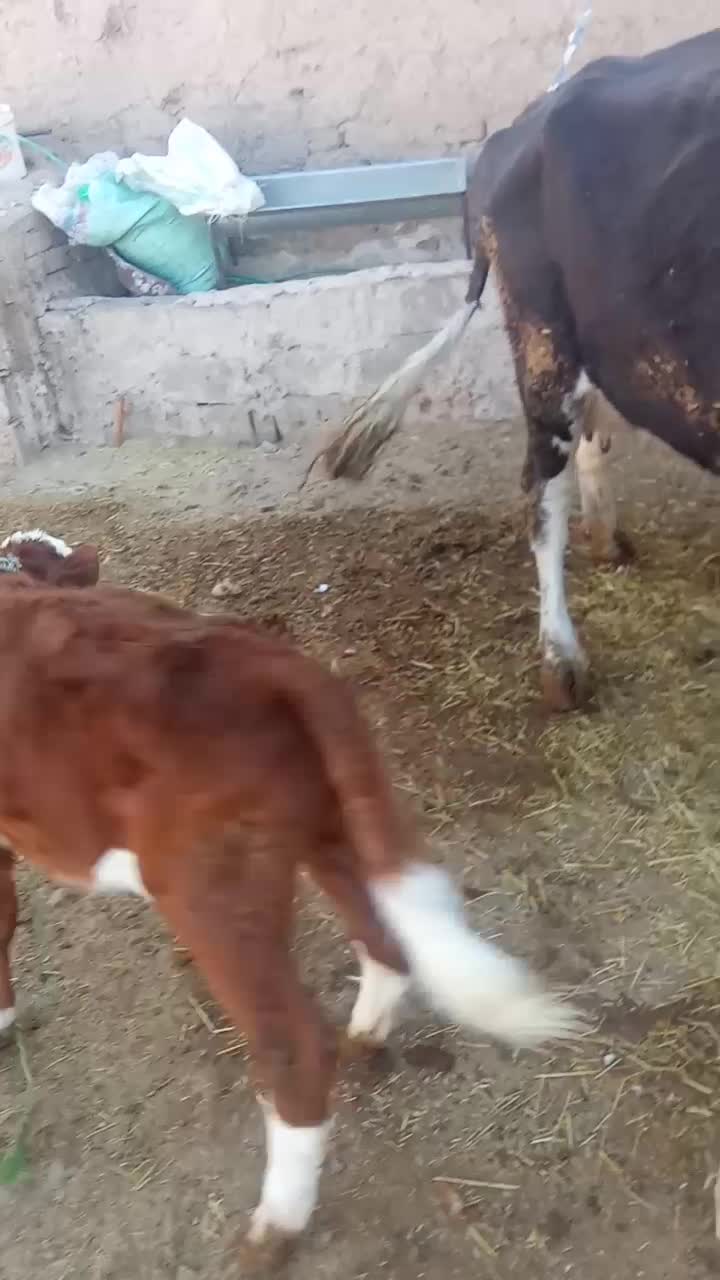 گوساله نر سیمینتال|حیوانات مزرعه|باوله, |دیوار