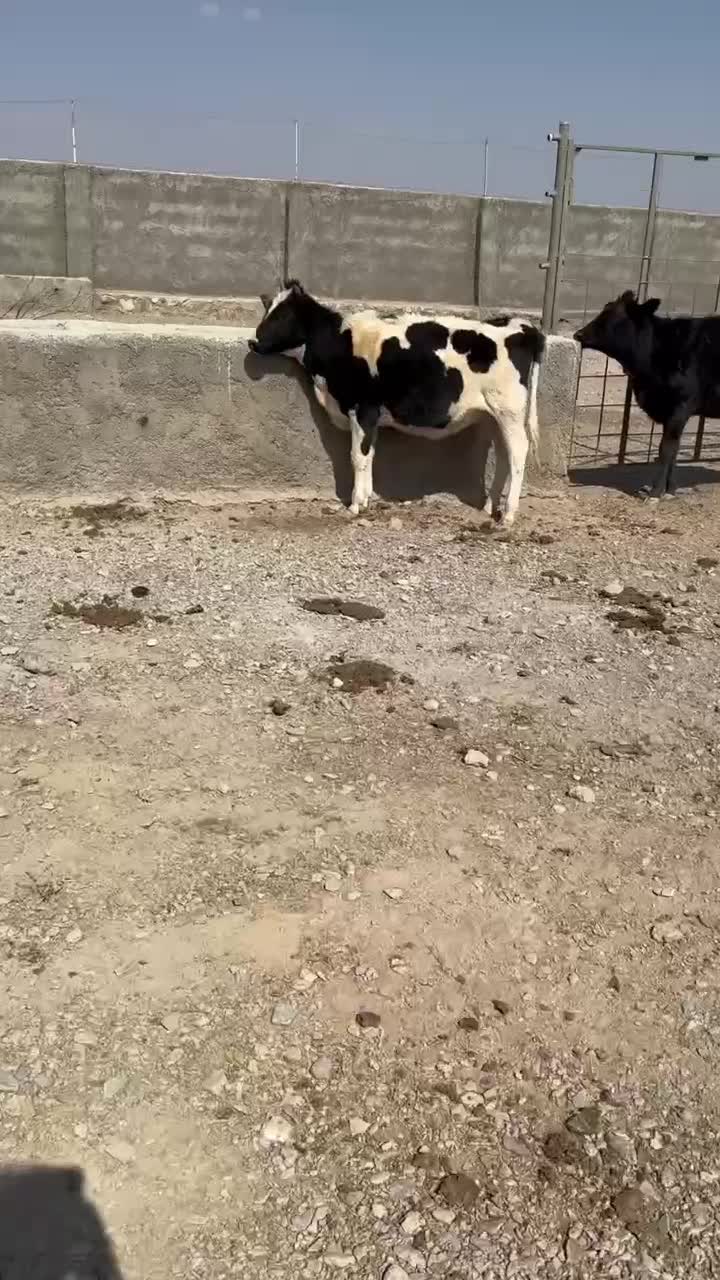 فروش ۳ عدد تلیسه|حیوانات مزرعه|درمیان, |دیوار