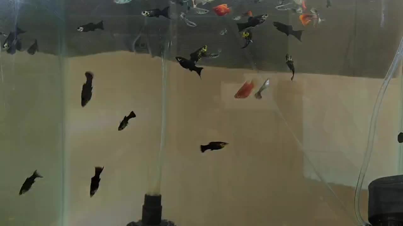 مولی دم شمشیری جفتی65|ماهی|پاکدشت, پاکدشت (مامازند)|دیوار