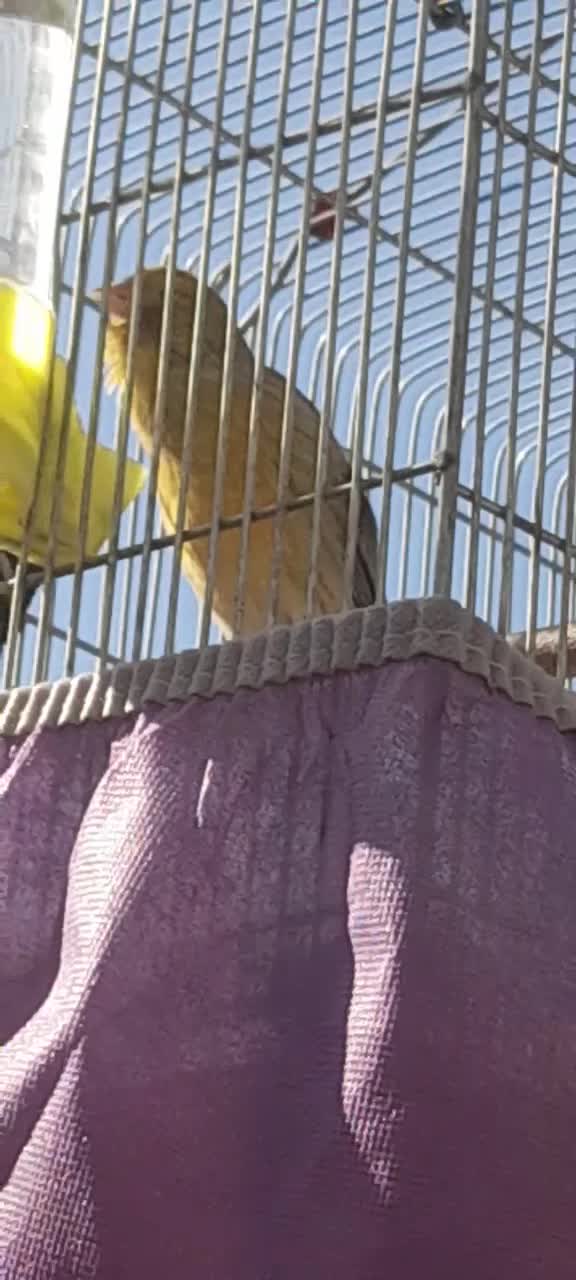 قناری سرمایی،بیابخونه ببر|پرنده|تبریز, |دیوار