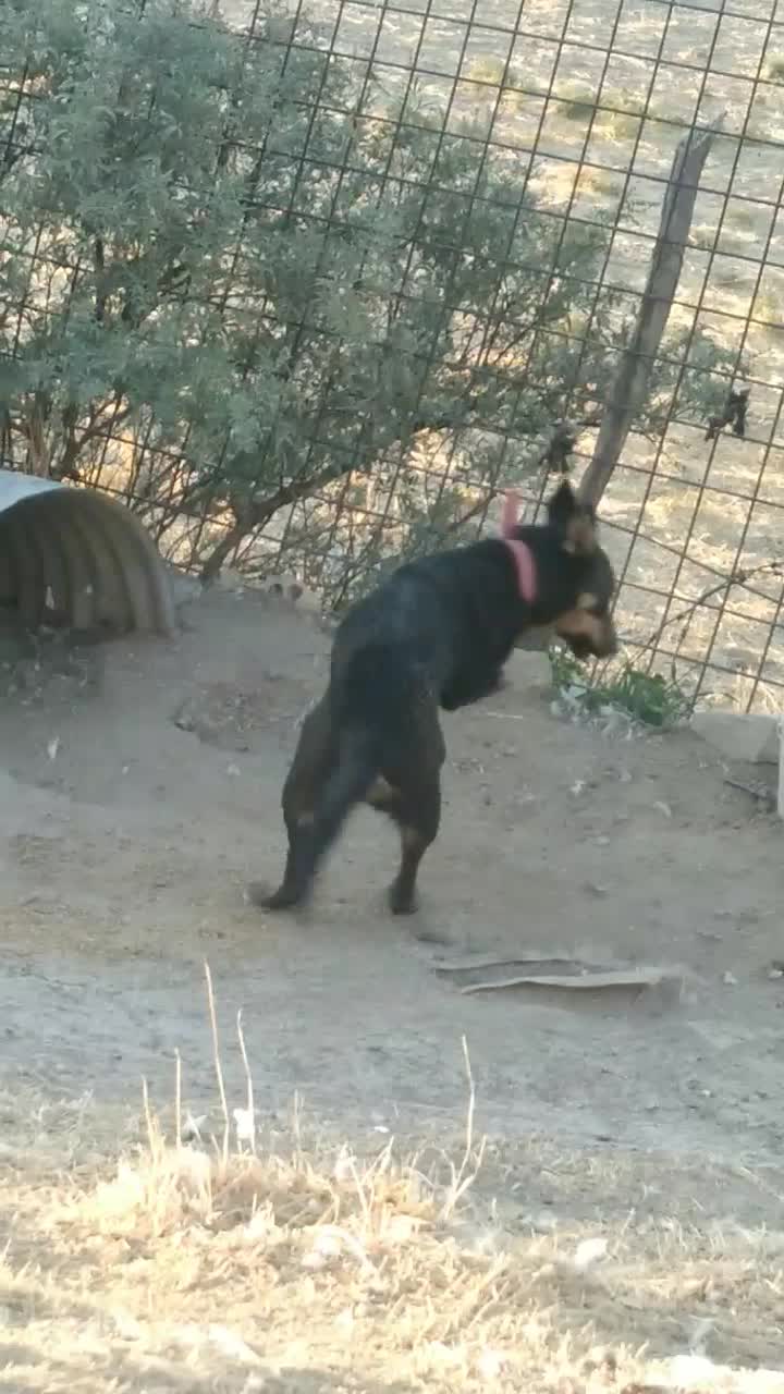 سگ خارجی|سگ|آبدانان, |دیوار