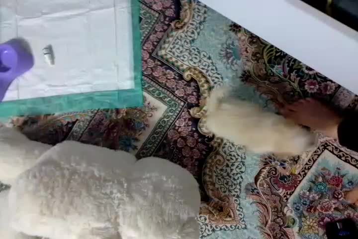 سگ مالتیز|سگ|قم, شهرک فاطمیه|دیوار