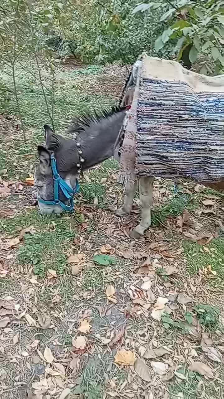 الاغ نر|حیوانات مزرعه|طرقبه, |دیوار