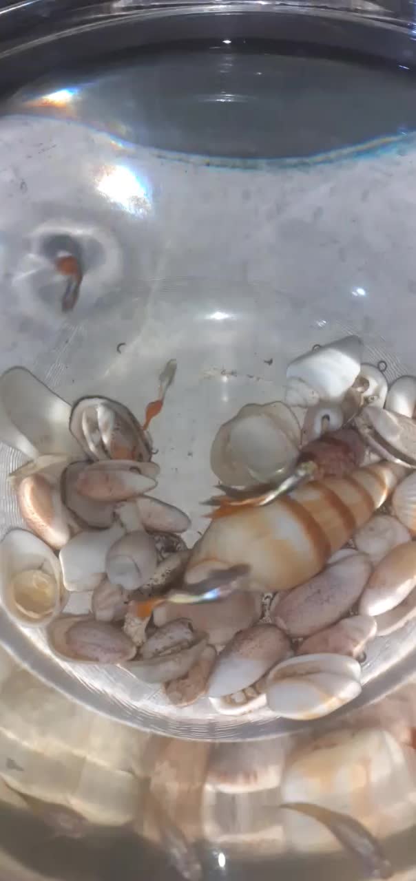 ماهی گوپی|ماهی|مشهد, هدایت|دیوار