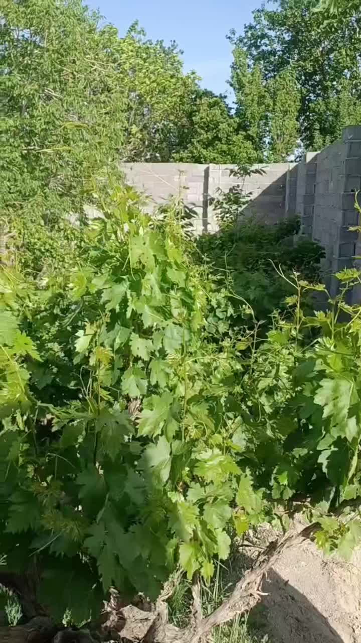 باغچه ۳۵۰ متر درختی داخل مجموعه با سند شهریار|فروش زمین و ملک کلنگی|شهریار, رنگرز|دیوار
