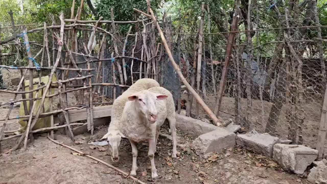 ۲ راس گوسفند نر رومن نژاد خالص آداپته با چرای آزاد|حیوانات مزرعه|کرج, کوی کارمندان شمالی|دیوار