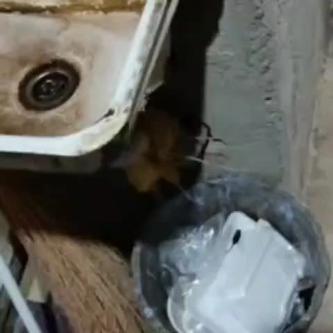 اسفنج و مایع هزار کاره  چربی بر پاکوپیس|مواد شوینده و دستمال کاغذی|تبریز, |دیوار