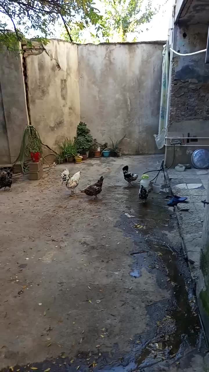 مرغ گلین باکیفیت قیمت مناسب|حیوانات مزرعه|رامیان, |دیوار