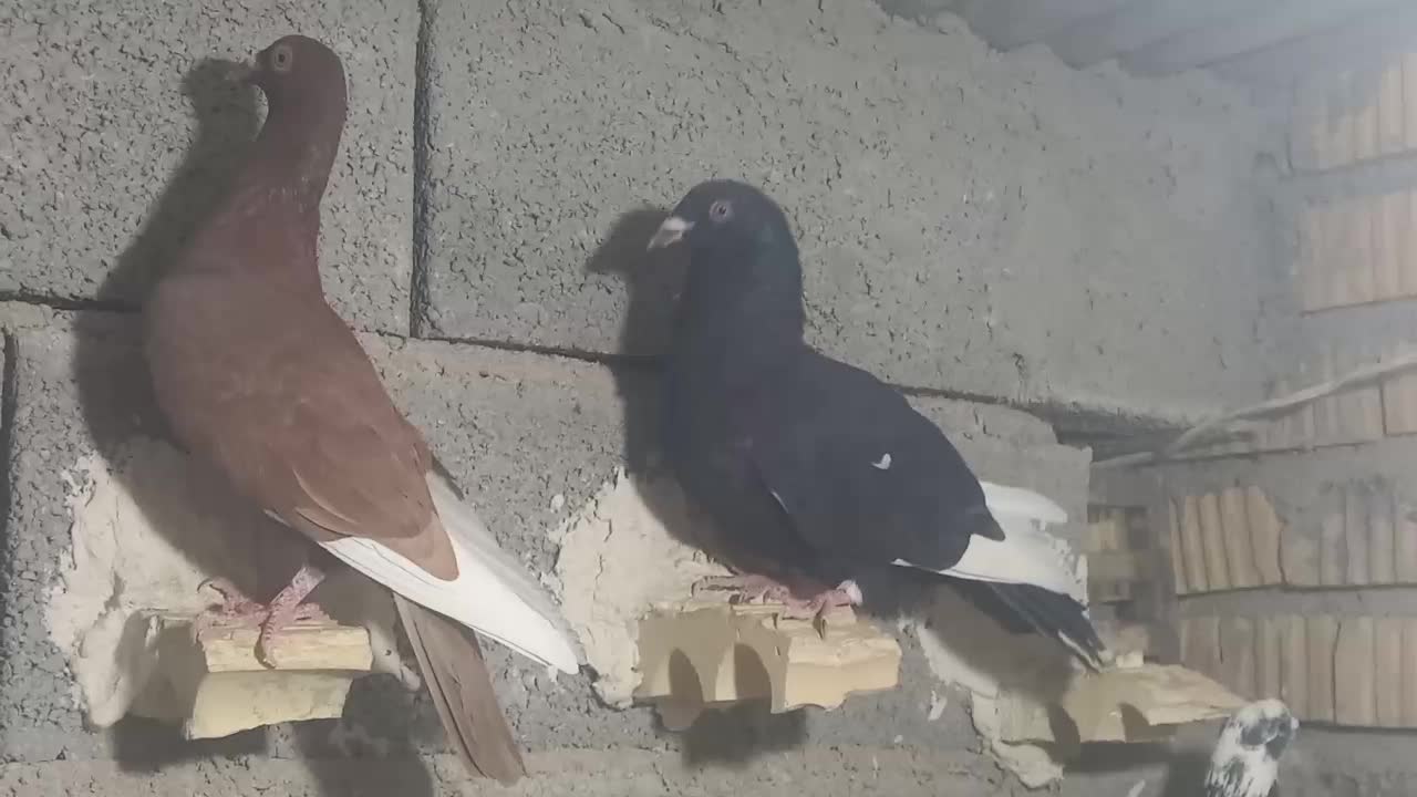 فروش ،قهره سیاه و سرخ|پرنده|داراب, |دیوار