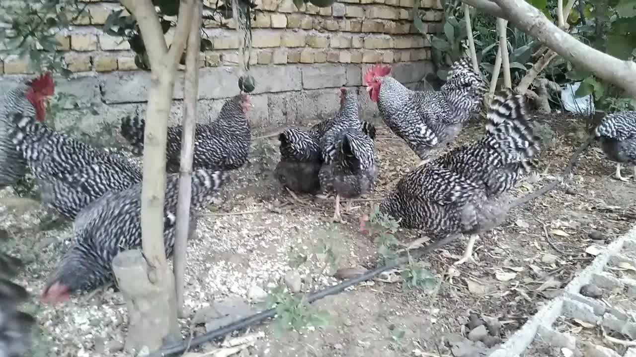مرغ تخم گذار خوب میخوای، آمروک پرورش بده|حیوانات مزرعه|لنگرود, |دیوار