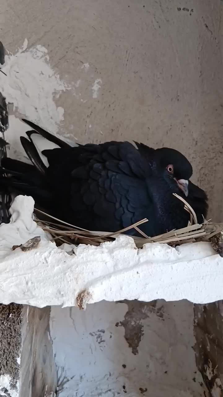 کبوتر هوا کش|پرنده|اهرم, |دیوار